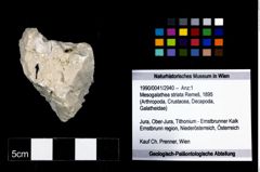 Foto (Objekt + Etikett) von Mesogalathea striata (Remeš, 1895)  (NHMW-GEO-1990-0041-2940)